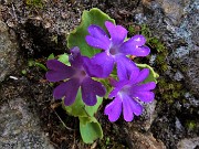 59 Primula irsuta (Primula irsuta) alla Bocchetta Triomen tra le rocce 